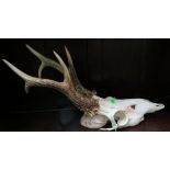 Deer Skull