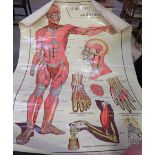 6 medical posters