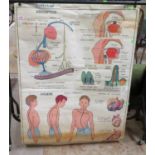 Medical chart digestion 2 sided