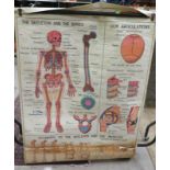 medical chart skeleton and bones 2 sided