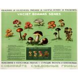 Advertising Poster Collect Edible Mushrooms