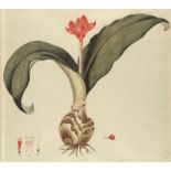 Blutblume. Haemanthus coccineus. Blühende Pflanze mit Zwiebel, links Detail der Staubgefäße, re.
