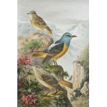 Ornithologie.- Naumann, J.A. Naturgeschichte der Vögel Mitteleuropas. Neu bearbeitet. Hrsg. v. C.