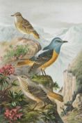 Ornithologie.- Naumann, J.A. Naturgeschichte der Vögel Mitteleuropas. Neu bearbeitet. Hrsg. v. C.