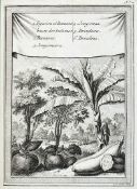 Schwabe, J.J. (Hrsg.). Allgemeine Historie der Reisen zu Wasser und zu Lande; oder Sammlung aller