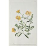 Botanik.- Collection de fleurs (Rückentitel). Ca. 1780-1820. Sammelband mit 261 kolorierten