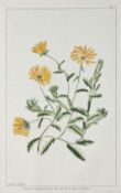 Botanik.- Collection de fleurs (Rückentitel). Ca. 1780-1820. Sammelband mit 261 kolorierten