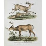 Zoologie.- Fitzinger, L.J. Bilder-Atlas zur wissenschaftlich-populären Naturgeschichte der