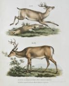 Zoologie.- Fitzinger, L.J. Bilder-Atlas zur wissenschaftlich-populären Naturgeschichte der