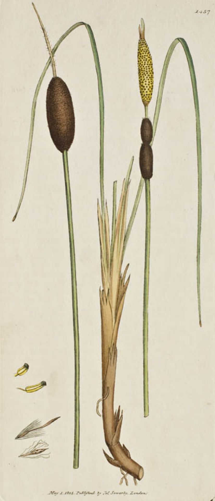 Botanik.- (Smith, J.E. English Botany; or, coloured figures of british plants with their essential