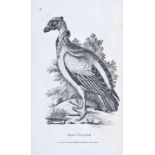 Zoologie.- Shaw, G. General Zoology, or Systematic Natural History. Birds / Aves. Bde. 7 - 14/1 u.