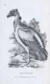 Zoologie.- Shaw, G. General Zoology, or Systematic Natural History. Birds / Aves. Bde. 7 - 14/1 u.