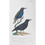 Zoologie.- Naumann, J.A. Naturgeschichte der Vögel Deutschlands, nach eigenen Erfahrungen entworfen.
