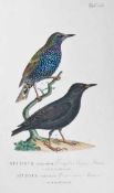 Zoologie.- Naumann, J.A. Naturgeschichte der Vögel Deutschlands, nach eigenen Erfahrungen entworfen.
