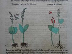 Botanik.- Ca. 60 altkolor. Pflanzen-Holzschnitte (je ca. 11 x 6 cm) auf 27 Textblättern aus: