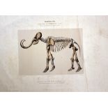 Lot of three prints: 1. Etching of a mammouth. 2. Colour lithography of Maria, 3. Etching of the
