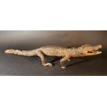 A stuffed Nile crocodile with glass eyes; early 20th Century.80 cm