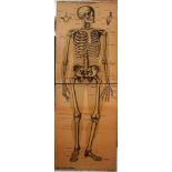 A school demonstration map of the human skeleton with descriptions, folded; printed on paper on