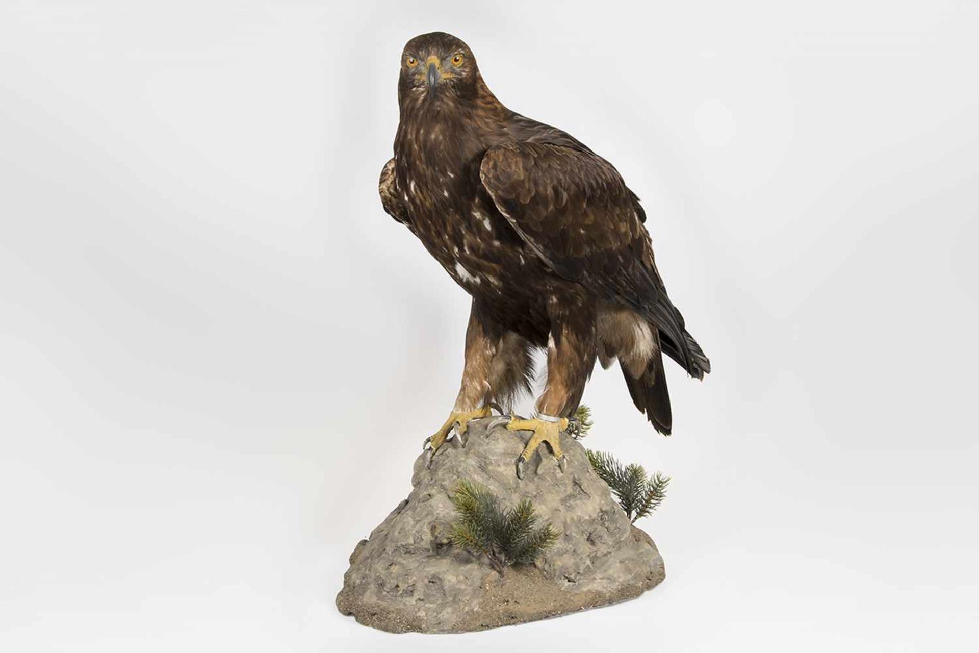 Steinadler Aquila Chrysaetos, männlich, 25.08.1975, Höhe 73 cm, mit Cites-Bescheinigung;