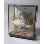 A Victorian glass cased taxidermy model of a pigeon.