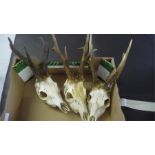 3 roe deer skulls with antlers