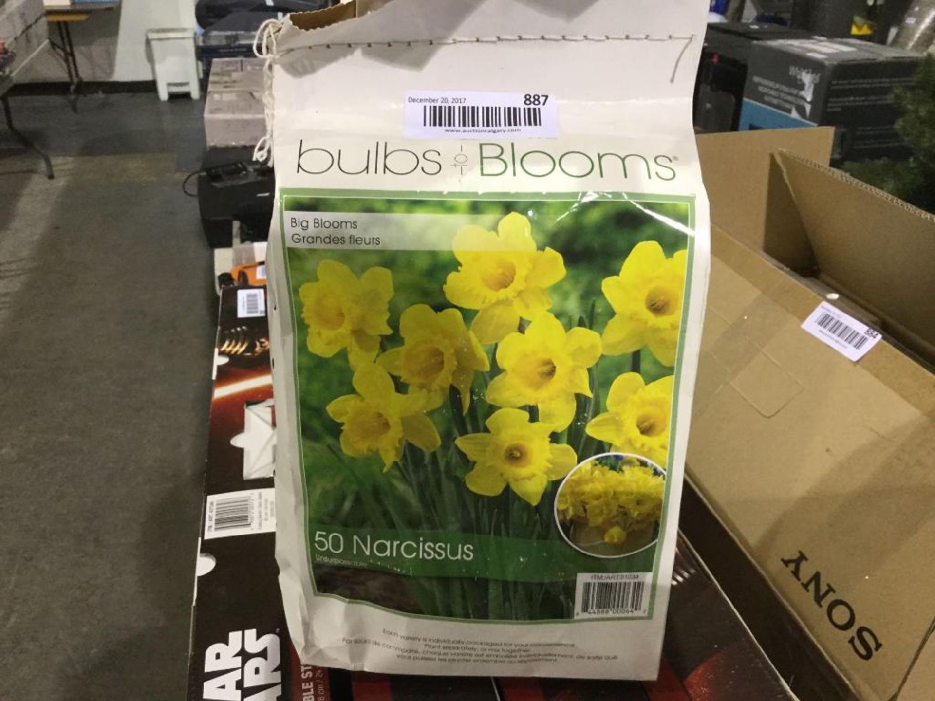 Bag of 50 Narcissus Bulbs