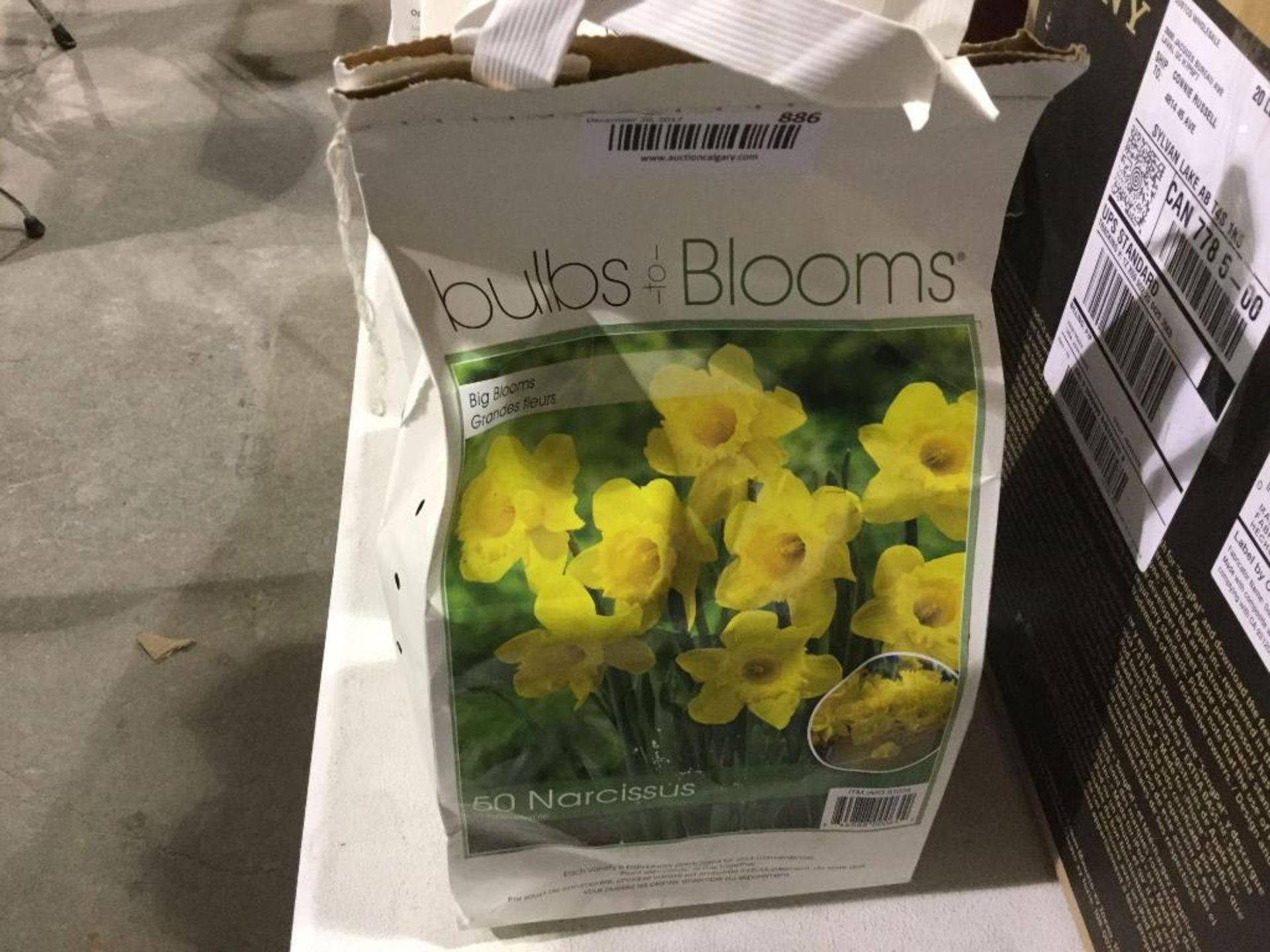 Bag of 50 Narcissus Bulbs