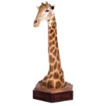 Head and neck of a stuffed giraffe, H 212 (without base) - 247 cm (with base)