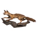 A stuffed fox on a rock in polychromed paper-maché, H 54 - W 108 cm