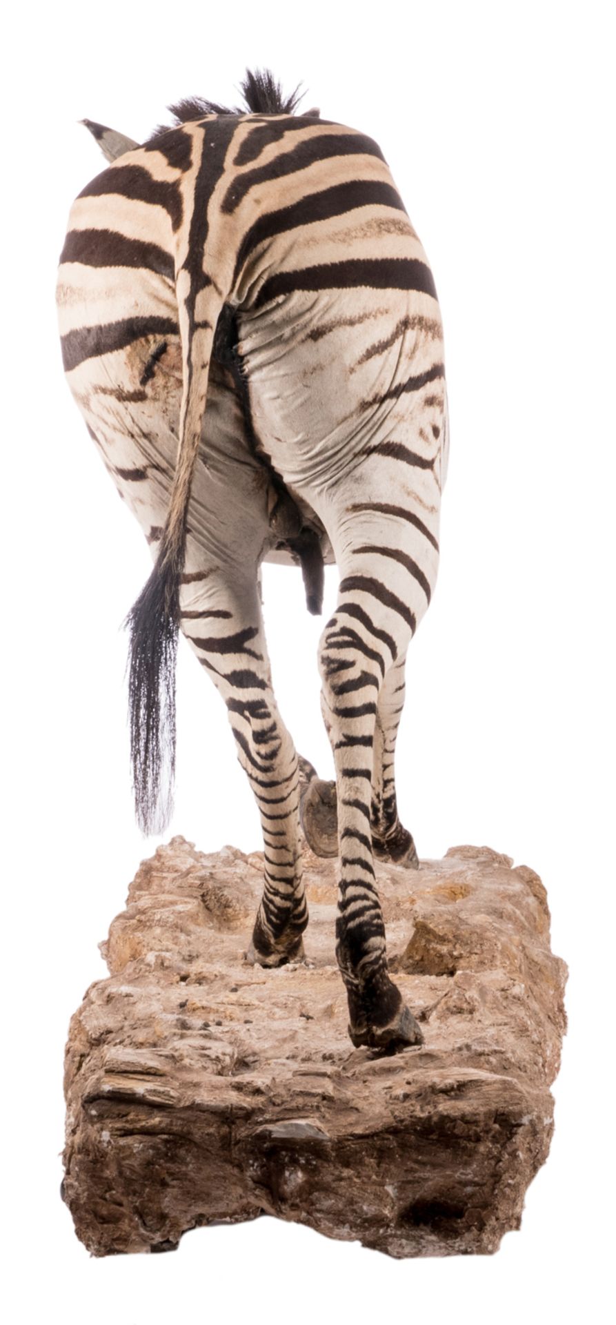 A stuffed zebra, H 114 (without base) - 132 (with base) - W 212 cm - Image 5 of 7