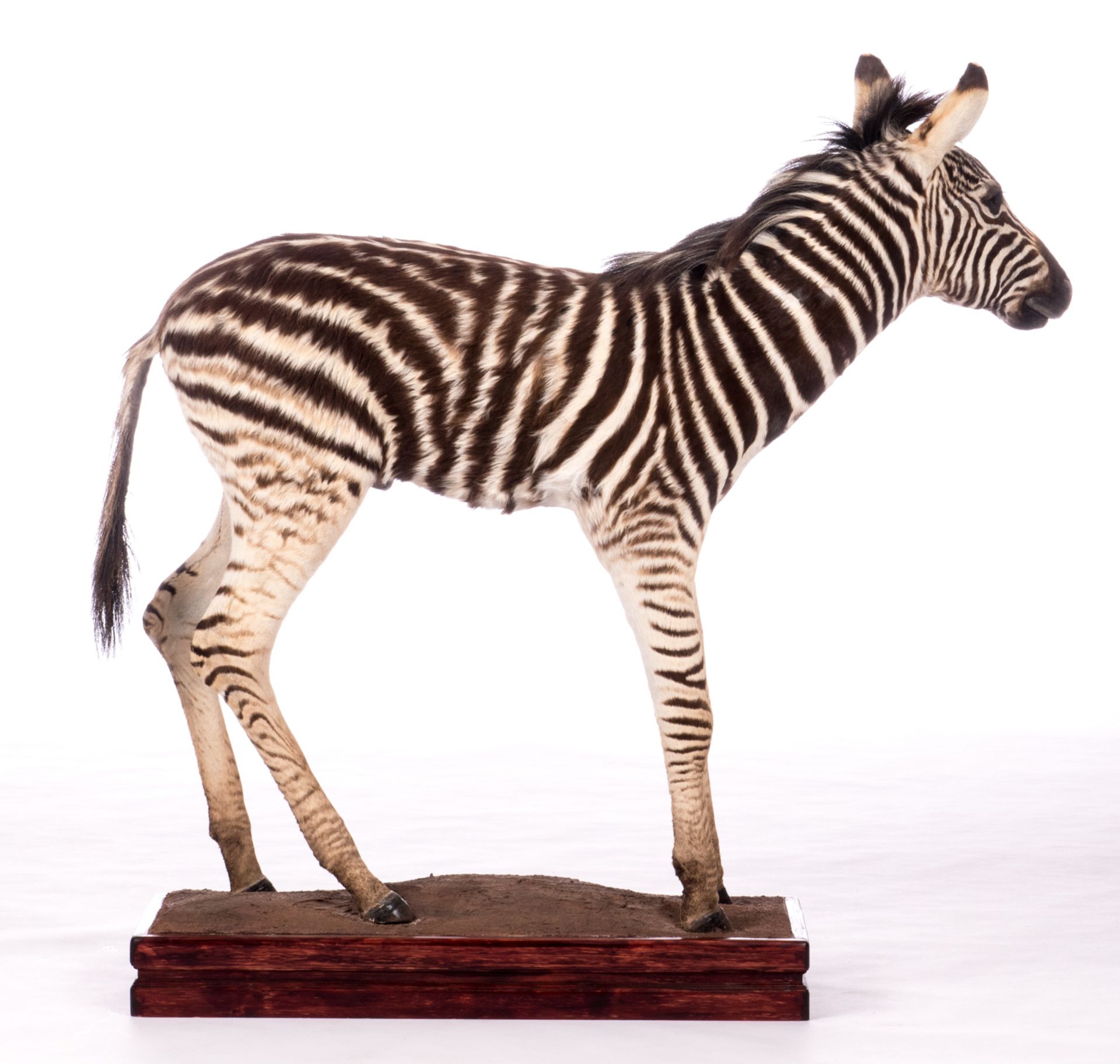 A stuffed zebra, H 109 (without base) - 119,5 (with base) - W 127 cm - Image 4 of 7