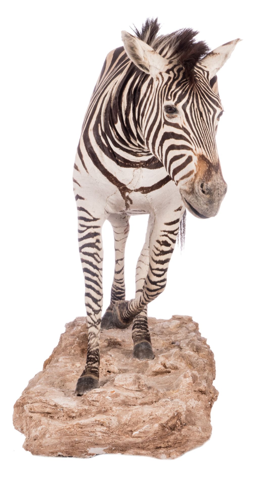 A stuffed zebra, H 114 (without base) - 132 (with base) - W 212 cm - Image 3 of 7