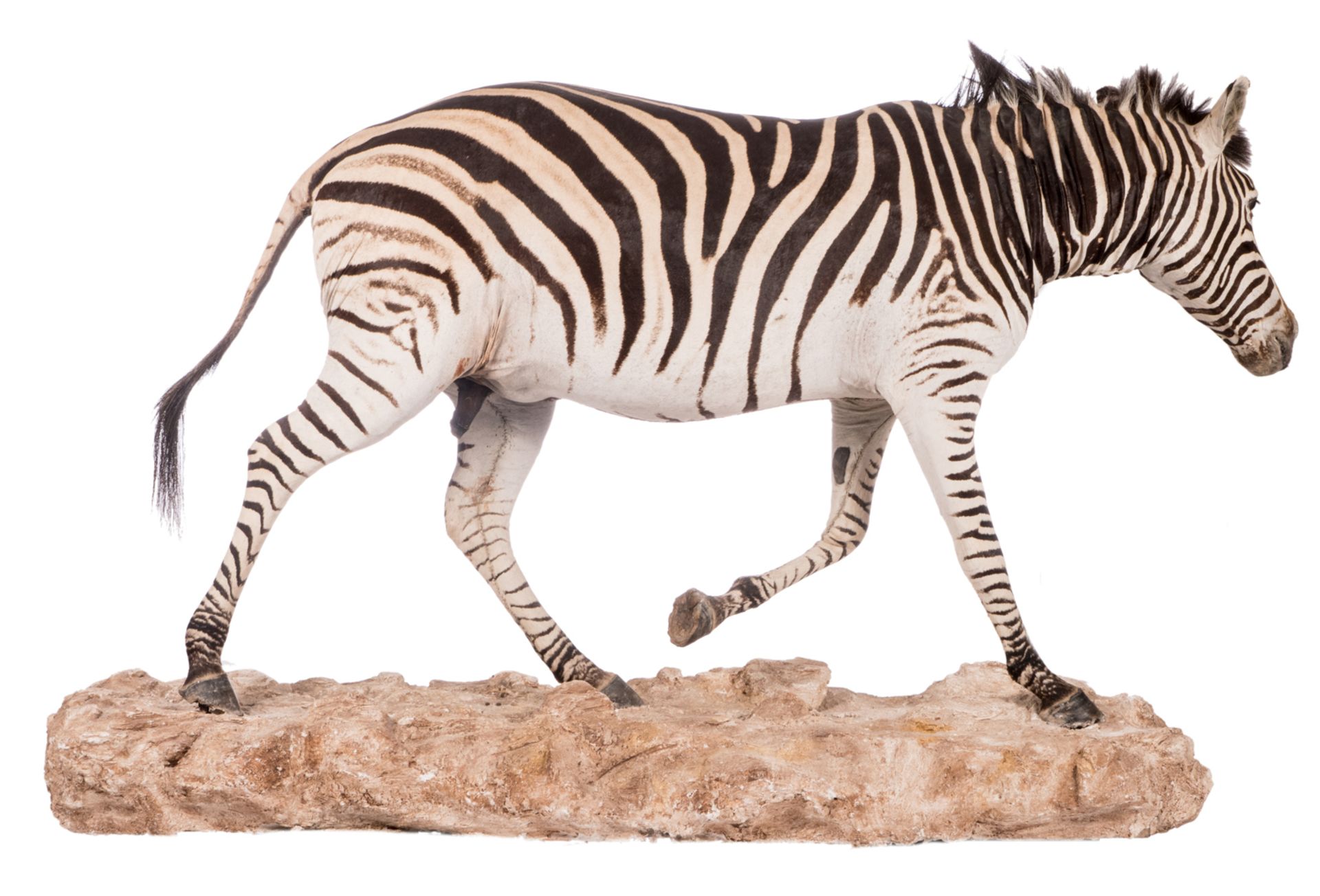 A stuffed zebra, H 114 (without base) - 132 (with base) - W 212 cm - Image 4 of 7