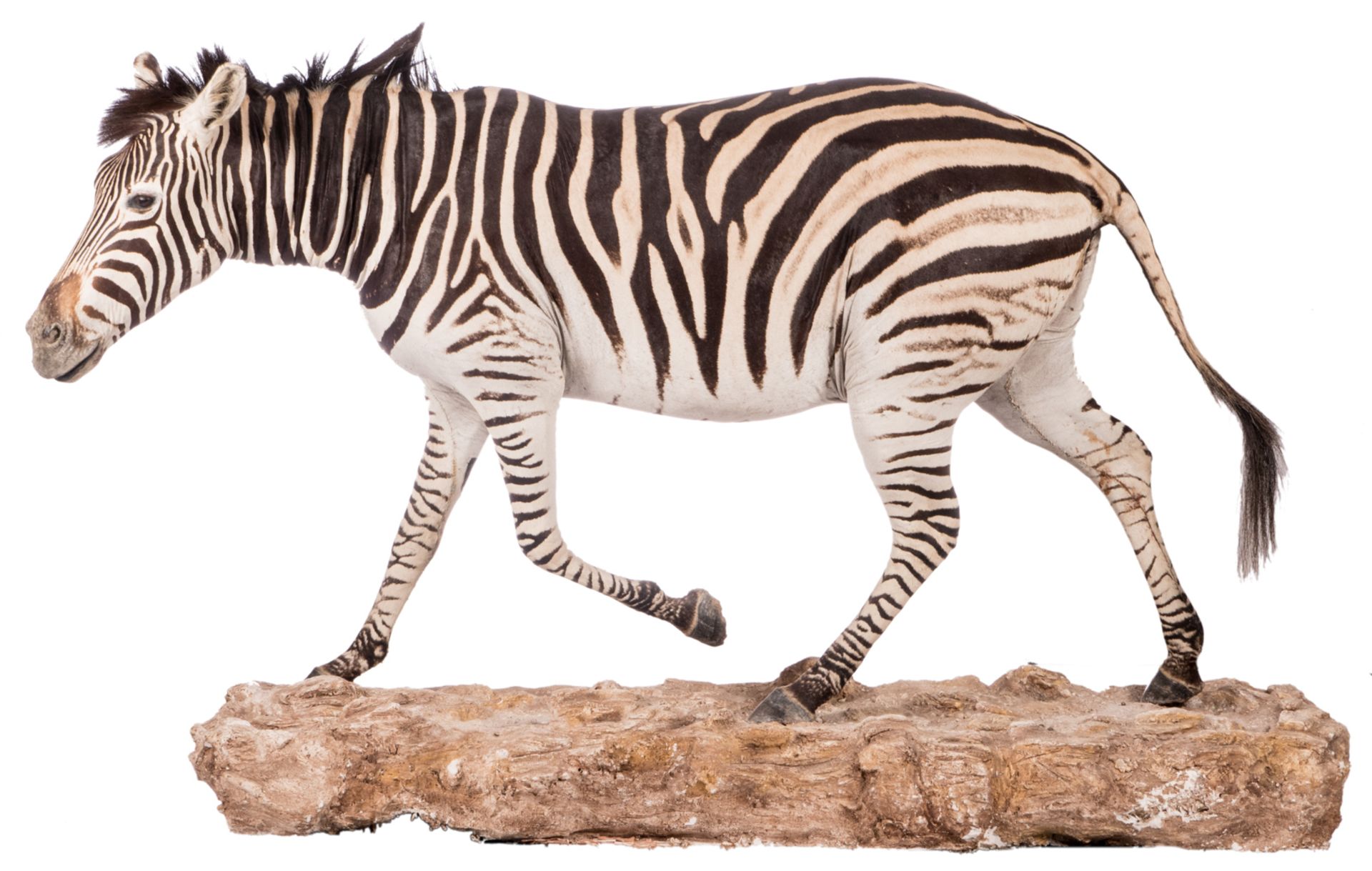 A stuffed zebra, H 114 (without base) - 132 (with base) - W 212 cm - Image 2 of 7