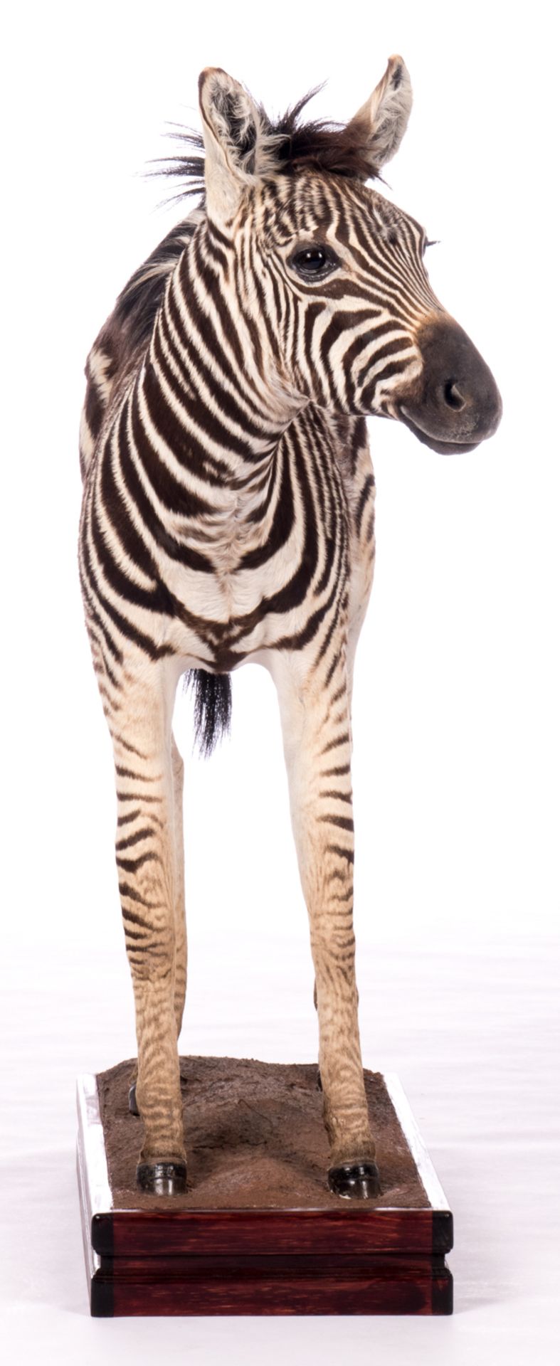 A stuffed zebra, H 109 (without base) - 119,5 (with base) - W 127 cm - Image 5 of 7