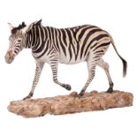 A stuffed zebra, H 114 (without base) - 132 (with base) - W 212 cm