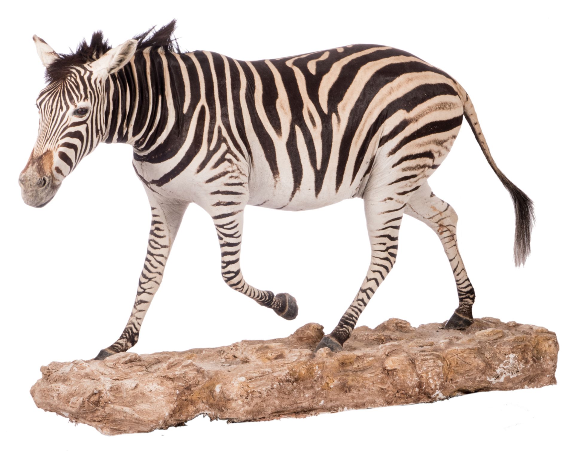 A stuffed zebra, H 114 (without base) - 132 (with base) - W 212 cm