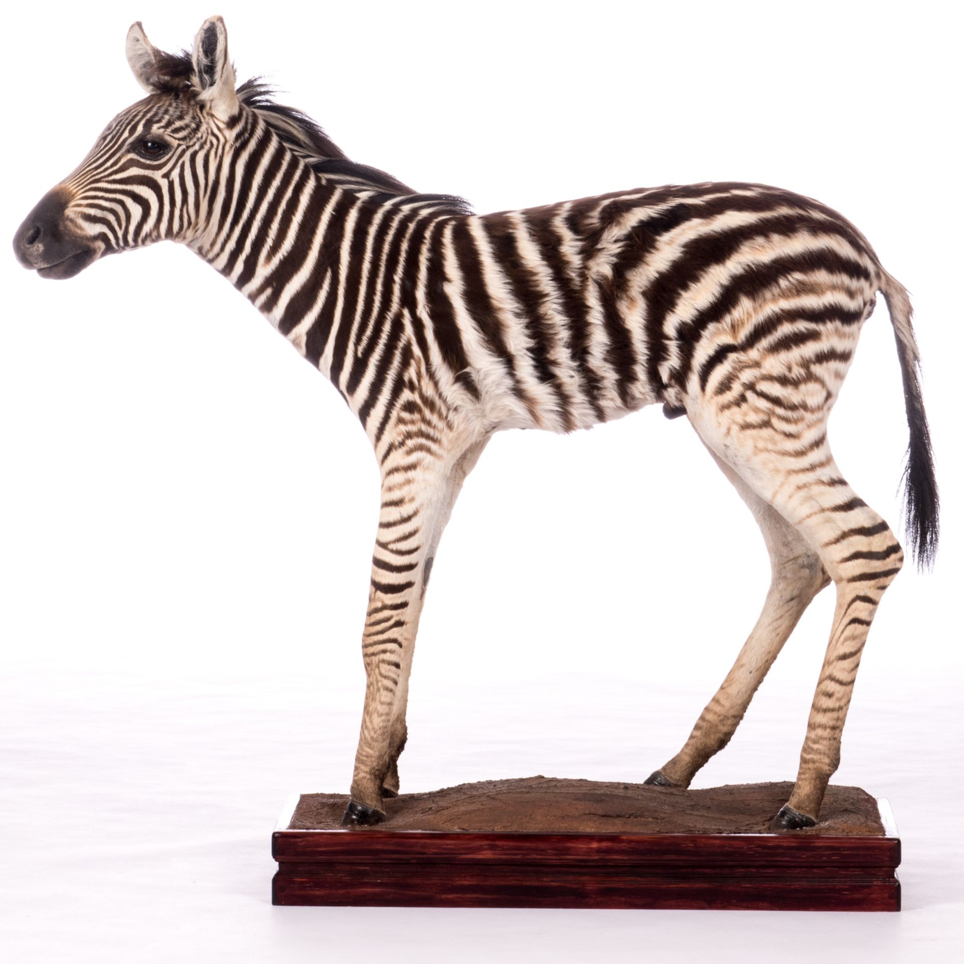 A stuffed zebra, H 109 (without base) - 119,5 (with base) - W 127 cm - Image 2 of 7