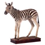 A stuffed zebra, H 109 (without base) - 119,5 (with base) - W 127 cm