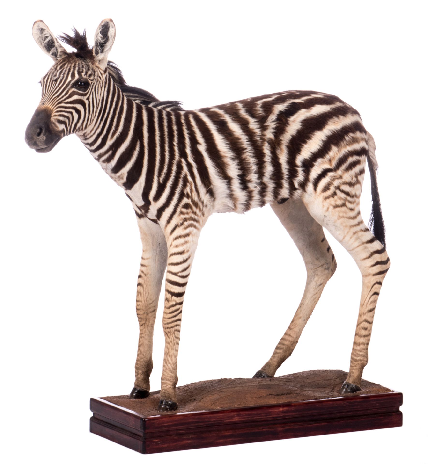 A stuffed zebra, H 109 (without base) - 119,5 (with base) - W 127 cm