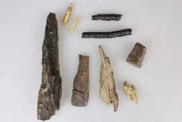 Versteinerungen, fossiles Holz, Epoche mittleres Pleistozän, ca. 1 Million Jahre. Fundort Ägypten,