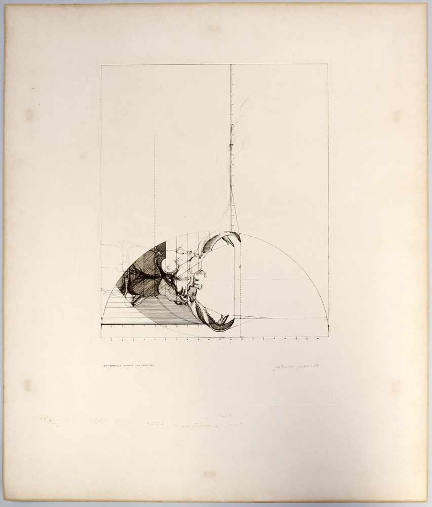 Grosse, Leptinopterus Tibialis Orig.-Radierung, re. u. in der Pl. sign. "Gabriele Grosse" und