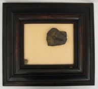 "PYRIT UND ÖLSCHIEFER", Mineralien-Assemblage, gerahmt, 20. Jahrhundert In einen Bilderrahmen