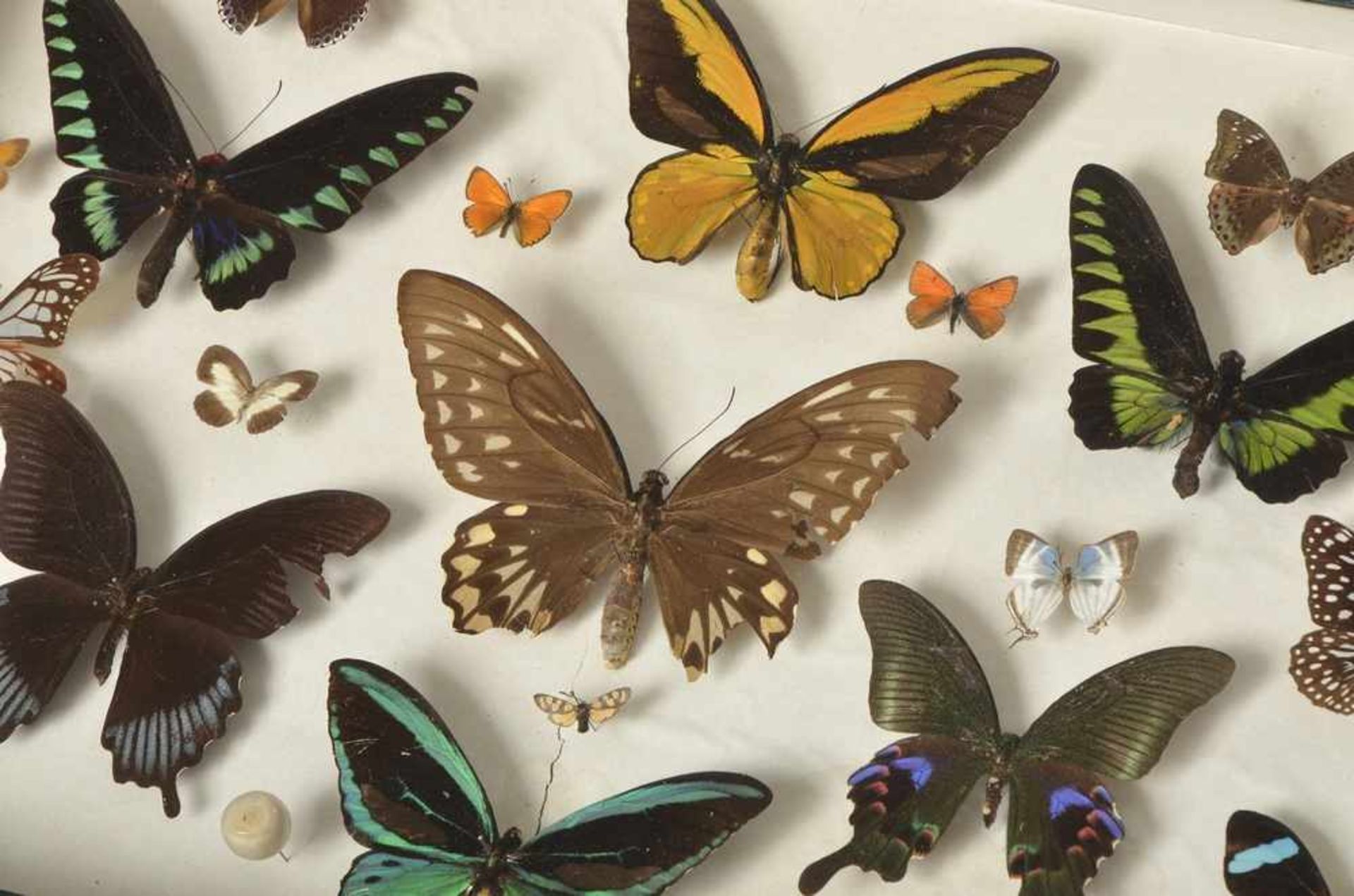 5 Große Schmetterlingskästen, 40x60x6cm, z.T. defekt - Bild 4 aus 4