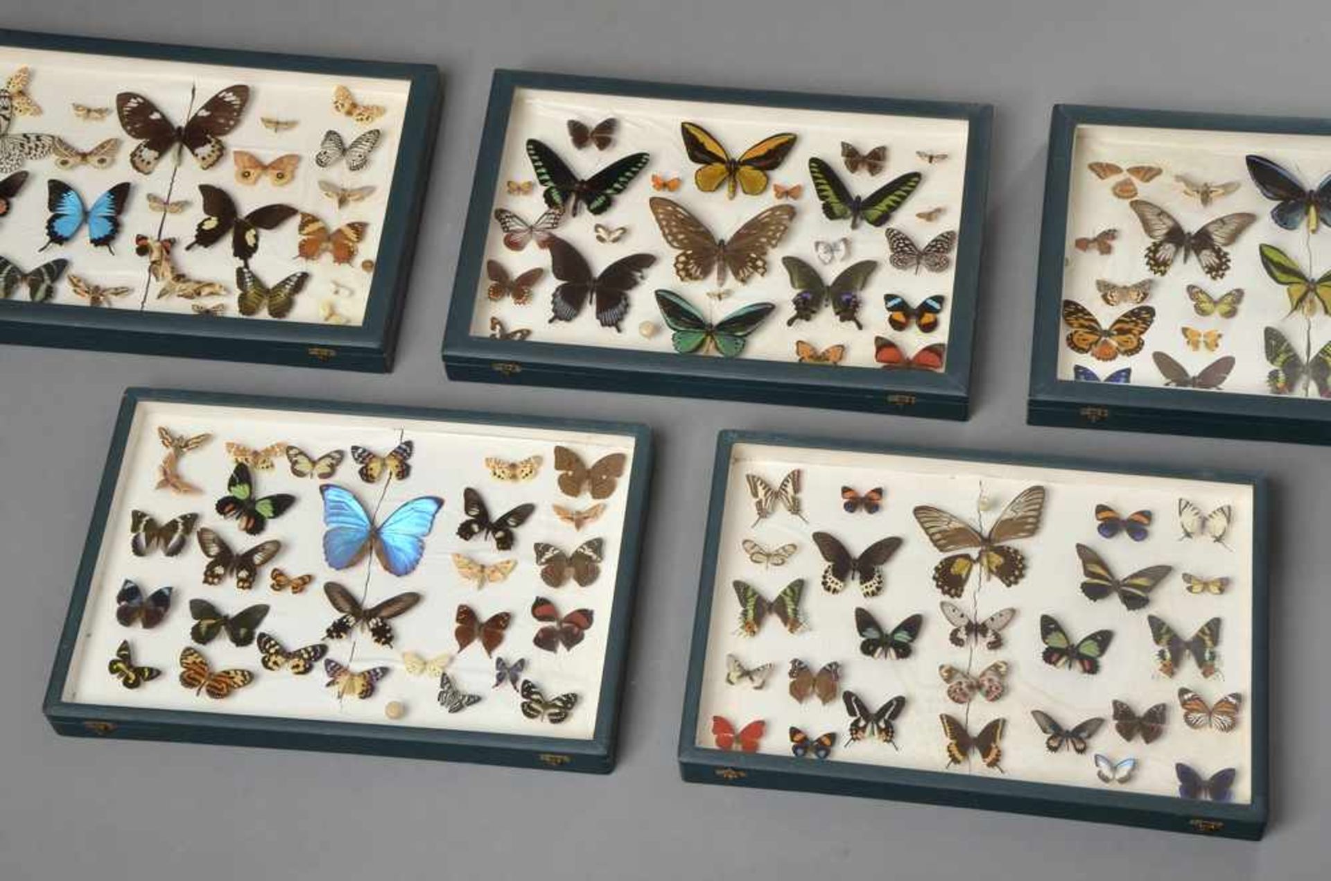 5 Große Schmetterlingskästen, 40x60x6cm, z.T. defekt