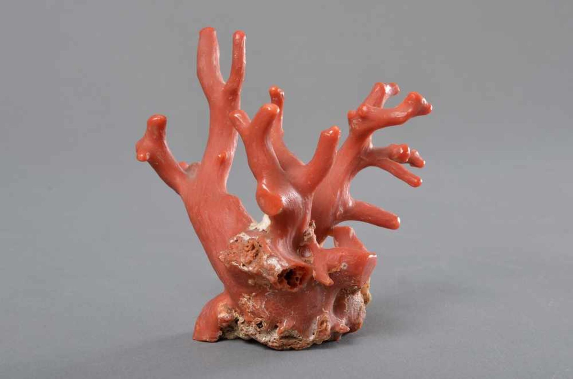 Kunst- und Wunderkammer Objekt: roter Korallenast, naturbelassen, an den Spitzen poliert, 10, - Bild 3 aus 3