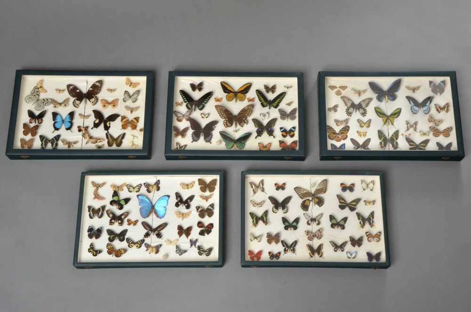 5 Große Schmetterlingskästen, 40x60x6cm, z.T. defekt - Bild 2 aus 4
