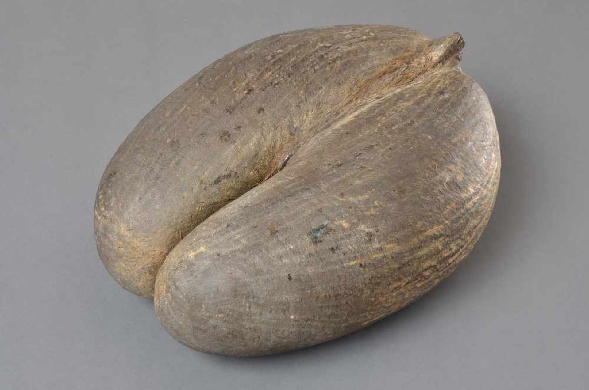 Coco de Mer, Kapitänssouvenir von 1930, L. 34cm, Sägespuren - Bild 2 aus 2