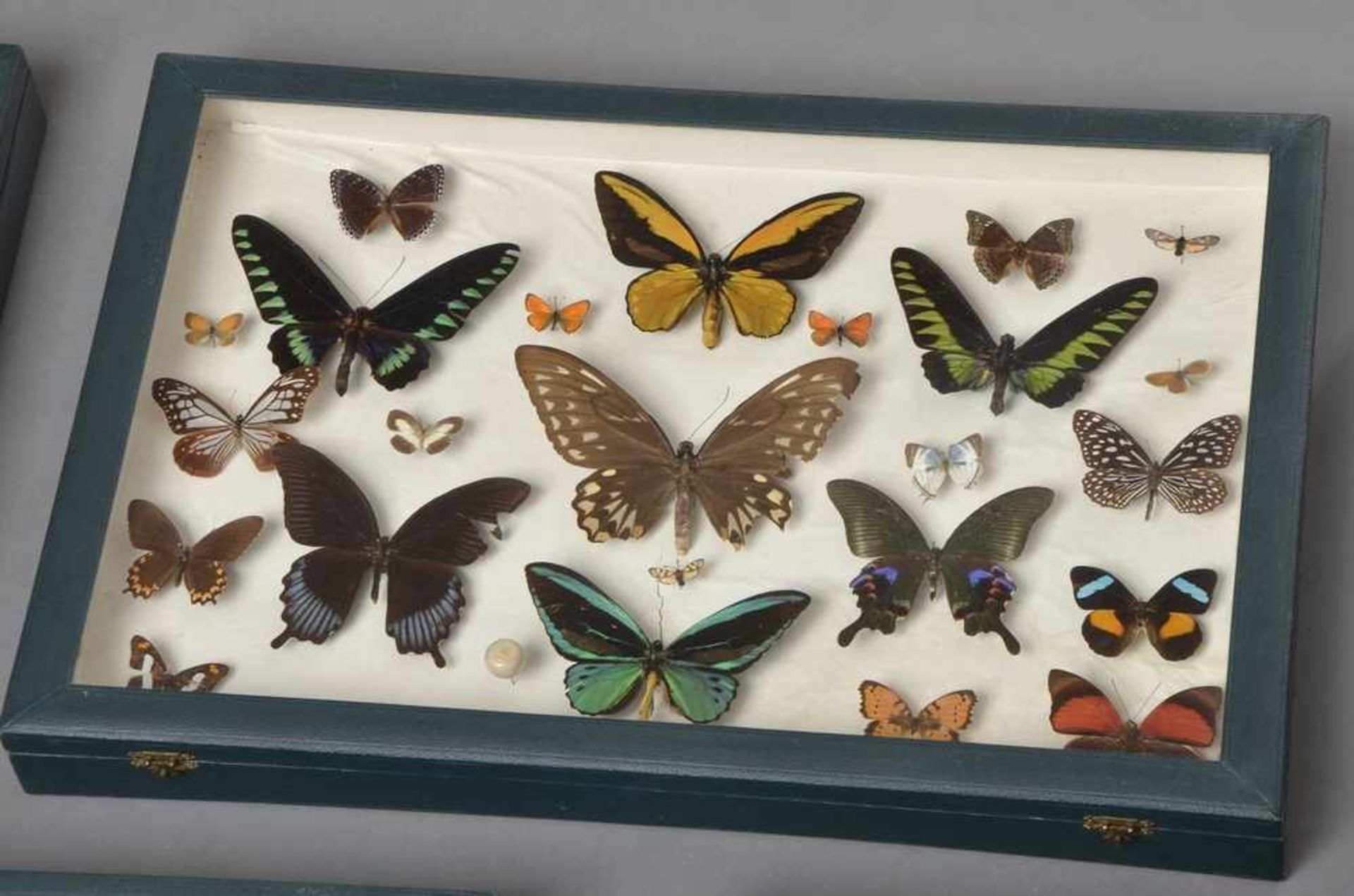 5 Große Schmetterlingskästen, 40x60x6cm, z.T. defekt - Bild 3 aus 4