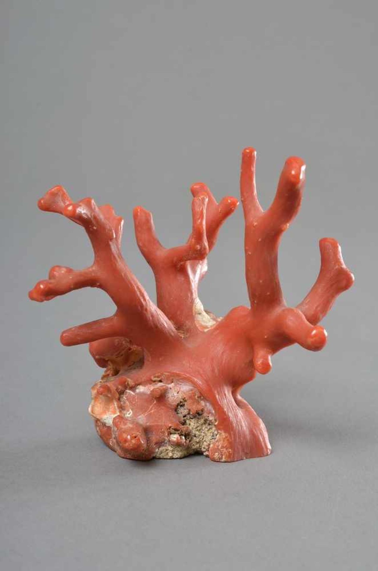 Kunst- und Wunderkammer Objekt: roter Korallenast, naturbelassen, an den Spitzen poliert, 10,